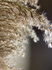 snow covered pine needles