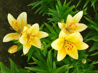 Yellow lilies blooming in the garden, top view