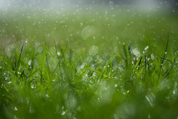 Regen im grünen Gras