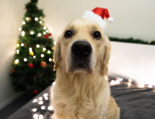 cute dog in santa claus hat sits on the background of a golden beautiful christmas tree with lights in the festive room. doggy with adorable eyes in bright light.