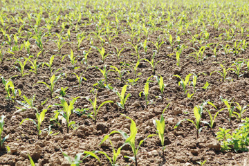Fresh green stems growing in the field