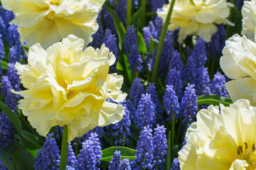 Yellow and blue flowers in the spring field. Flowers are blooming in the spring in Europe