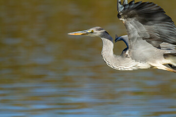 Doñana National Park, Ardea cinerea, Grey heron, flying wading bird with grey background