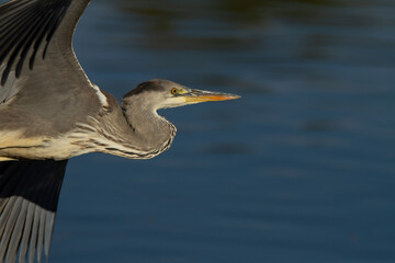 Garza real  ( Ardea cinerea) , volando sobre el Parque nacional de Doñana, Huelva (España).