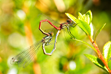 Large Red Damselfly, (Pyrrhosoma nymphula), pair mating, Cornwall, England, UK.