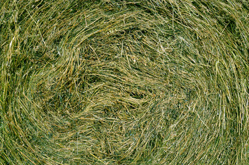 Haystack close-up. The texture of the cut dried grass. Yellow structural background.