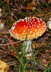 fly agaric mushroom