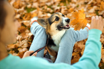 girl together with cute Welsh Corgi Pembroke dog at fall park. female owner playing with pet, orange foliage background. Concept friendship with dog and human.