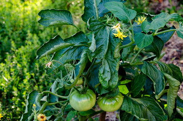 Organic farming with unripe tomatoes in a vegetable garden, Zavet town, Bulgaria   