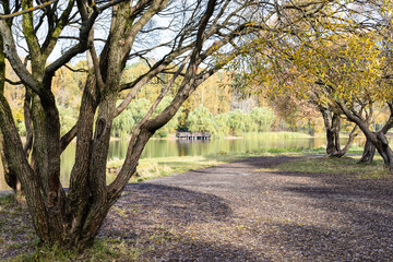old bare willow trees on shore of pond in city park on sunny autumn day