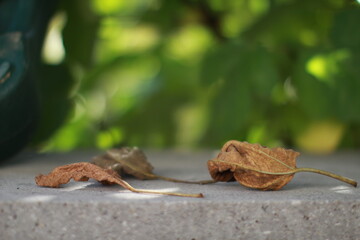 Leaves