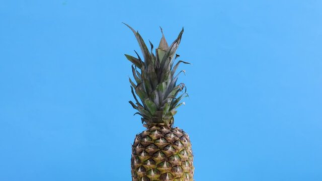 Fast and slowly rotating of ripe half sliced pineapple on blue theme