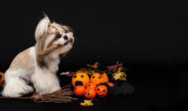 cute shih tzu dog holds a broom in his mouth with halloween citrus