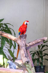 A red macaw sits on a tree barn in an aviary with a gray parrot in Kuala Lumpur Bird Park