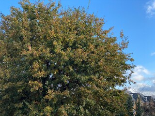 Autumn landscape beautiful colored trees over the river. wonderful picturesque background. color in nature. gorgeous view.
