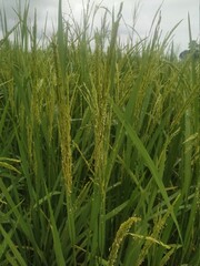 green paddy field in winter natural beautiful