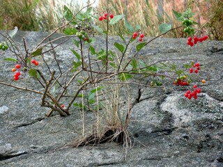 Stockholm, red berries grow right on the rocks