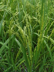 green paddy field in winter natural beautiful
