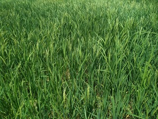 green paddy field in winter natural beautiful