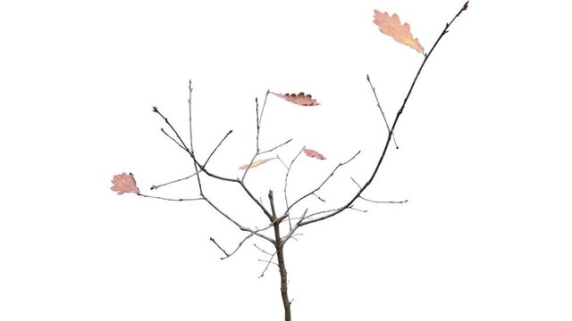 Tiny oak tree loose dried leaves, real plant time lapse shot, isolated on white background. Brown sheets smoothly and quickly disappear, leave thin bare branches