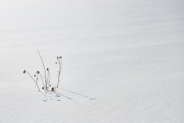 雪　冬　枯れ草