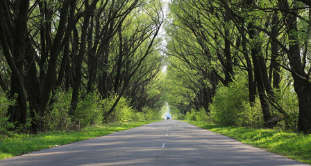 countryside road in green forest