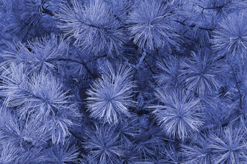 Korean cedar, or Korean Pine (Latin: Pinus koraiensis) is a coniferous tree, one of the species of the genus Pine. Close-up of branches. Tinted photo.