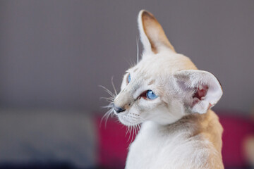white persian oriental cat