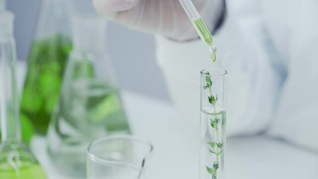 Close-up of flask with green stem in laboratory. The green reagent is pipetted into the test tube with the plant. Laboratory research of medicinal properties of herbs. Natural cosmetics production.