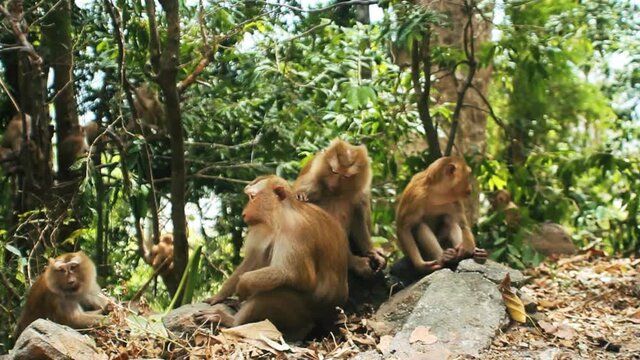 Northern pig-tailed macaque (Macaca leonina) in Southeast Asia