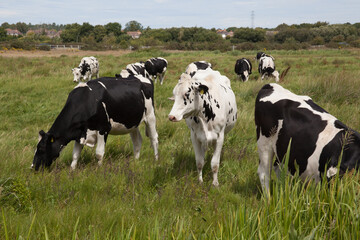 A herd of black and white cows grazing in a field in Wareham, Dorset in the United Kingdom