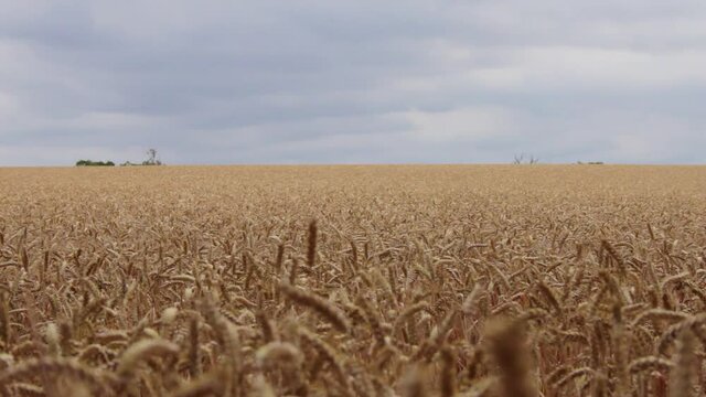 Farmer in wheat field decides wether it's time to harvest