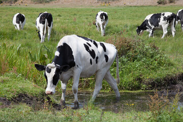A cow crossing a stream in Wareham, Dorset in the United Kingdom