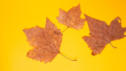 green leaves on yellow background isolated