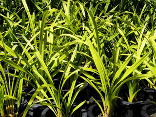 ランのハウス栽培