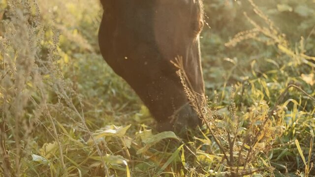 Horse eating grass on green meadow at sunny day. Farming. Livestock. Horse brown color on the Sunny meadow.