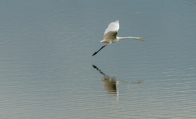 Fliegender Reiher mit Spiegelung