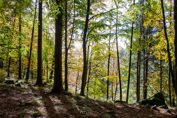 Obraz premium bosco in autunno con i riflessi del sole