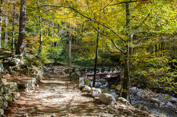 sentiero nel bosco in autunno
