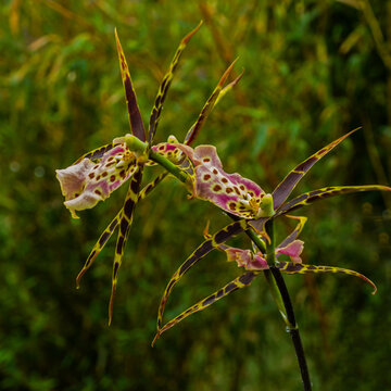 Close up of  flowering Spider orchid (Brassia)
