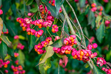 Euonymus europaeus european spindle or common spindle in the colorful autumn forest