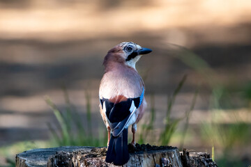 Jay resting on a tree