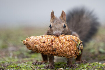 チョウセンゴヨウの実を咥えるエゾリス