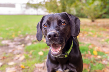 smiling black dog in the park close up