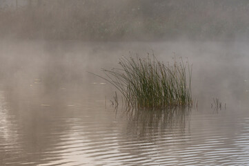 Nature photography, fog swirls around the autumn landscape. The reeds are reflecting in the water. Misty bright background with place for text, copy space.
