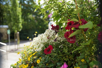 Blümchen in der Natur