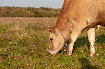 a herd of cows eating grass in a meadow on a summer day