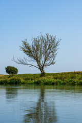 Obraz premium River and tree