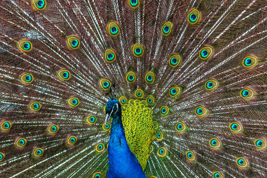 Peacock spreading its wings