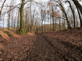 The forest of Drachenfels (Dragon's Rock) in Siebengebirge Nature Park (Siebengebirge Naturpark), North Rhine-Westphalia, Germany. The beech is one of the dominant tree species.